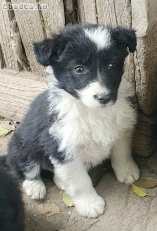 Border collie kiskutyák