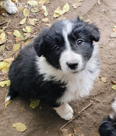 Border collie kiskutyák