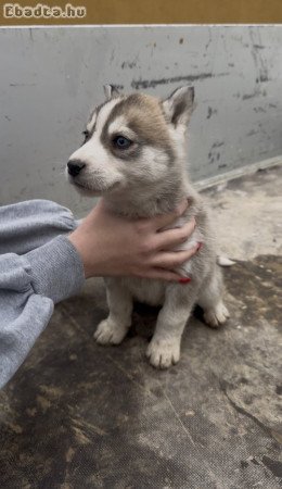 Kölyök Husky