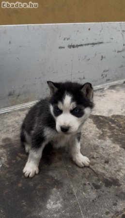 Kölyök Husky