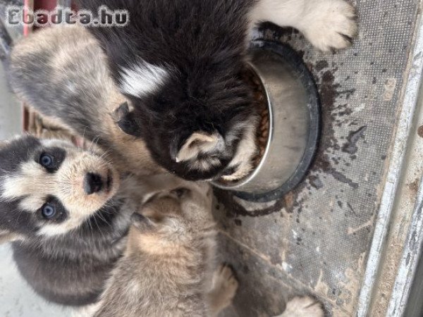 Kölyök Husky