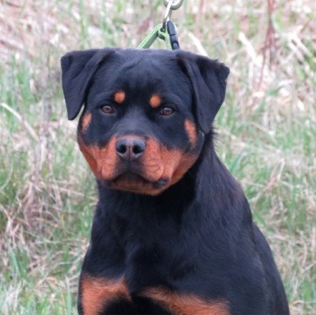 Rottweiler