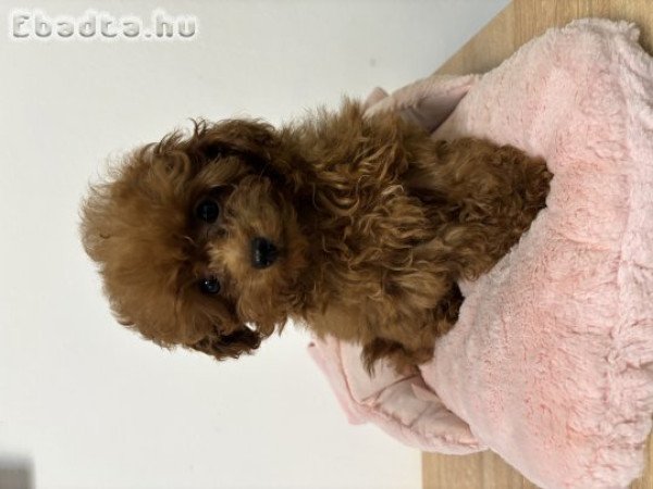 Red toy fajtiszta jellegű szuka uszkár kiskutya