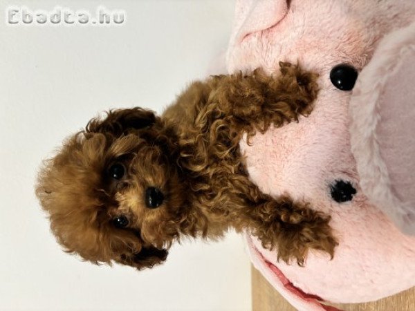 Red toy fajtiszta jellegű szuka uszkár kiskutya