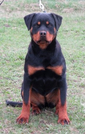 Rottweiler