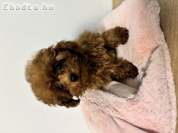 Red toy fajtiszta jellegű szuka uszkár kiskutya