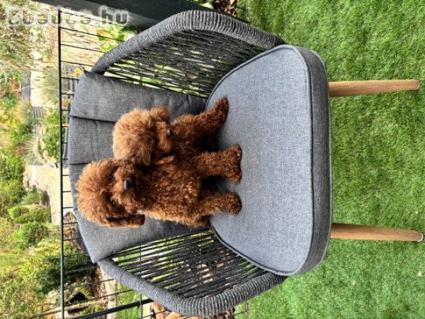 Red toy fajtiszta jellegű szuka uszkár kiskutya