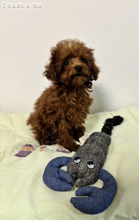 Red toy fajtiszta jellegű uszkár