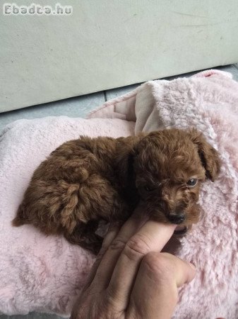 Red toy fajtiszta jellegű uszkár