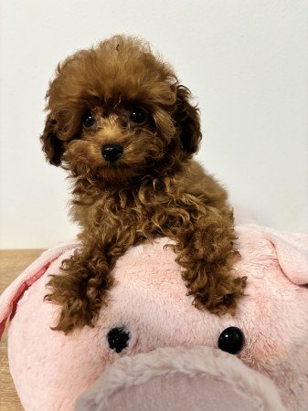 Red toy fajtiszta jellegű szuka uszkár kiskutya