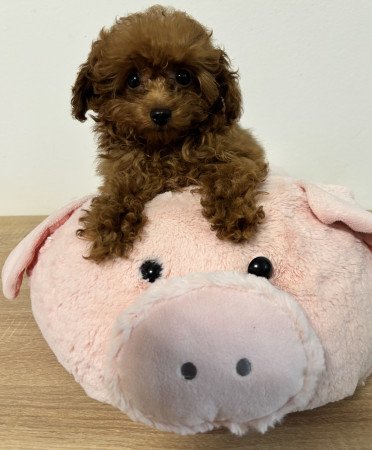 Red toy fajtiszta jellegű szuka uszkár kiskutya