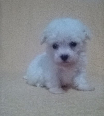Bichon Havanes