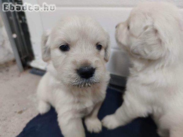 Golden retriever kölykök eladóak