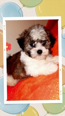 Bichon havanese