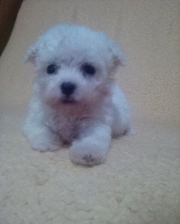 Bichon Havanes
