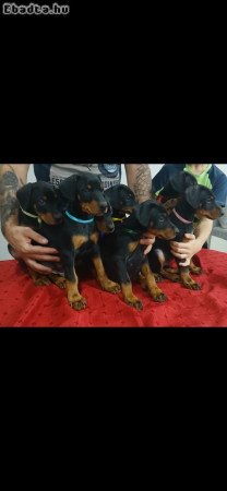 8 hetes dobermann kutyusok máshol rosszalkodnának