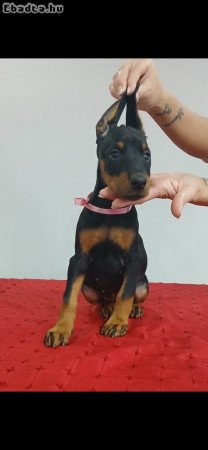 8 hetes dobermann kutyusok máshol rosszalkodnának