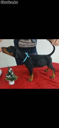 8 hetes dobermann kutyusok máshol rosszalkodnának