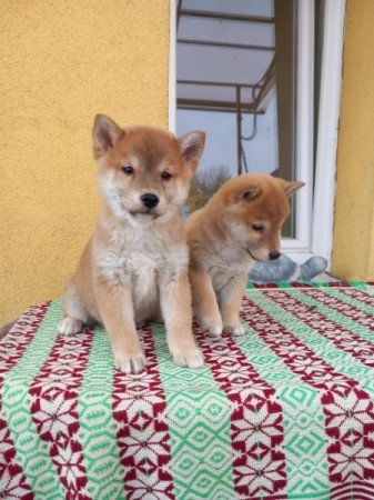 Shiba inu