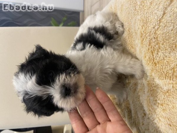 Bichon havanese gyönyörűség