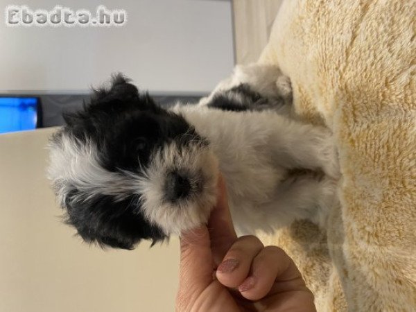 Bichon havanese gyönyörűség