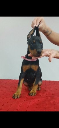 Dobermann