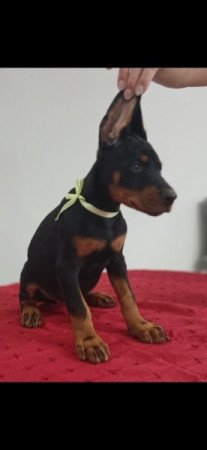 Dobermann