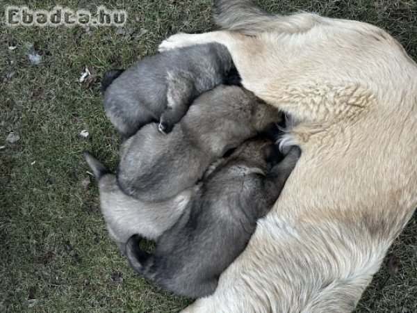 Jugoszláv farkasölő