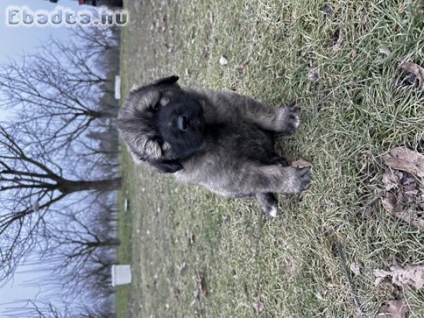 Jugoszláv farkasölő