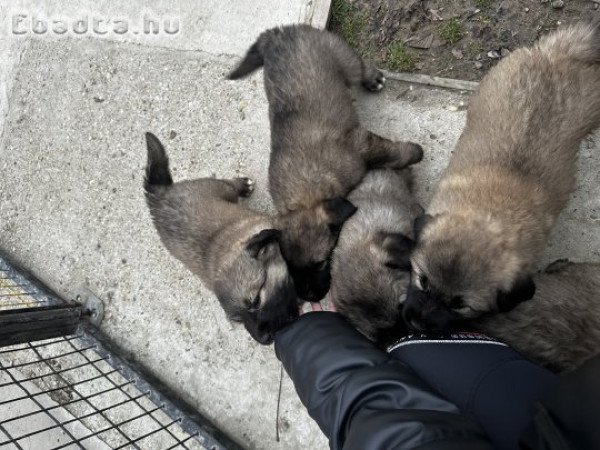 Jugoszláv farkasölő