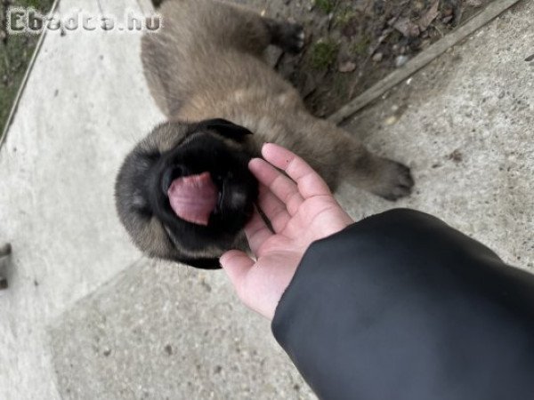 Jugoszláv farkasölő