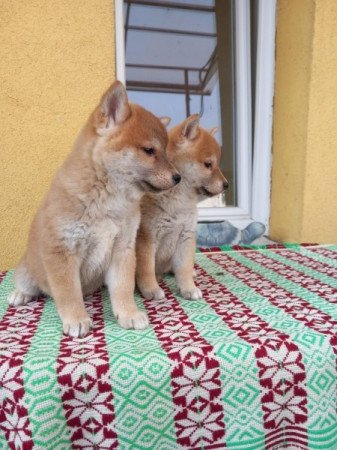 Shiba inu