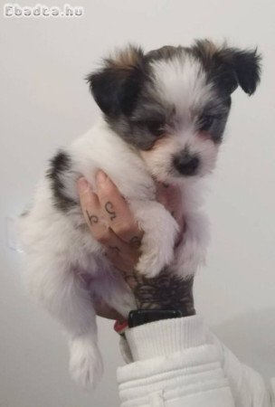 7hetes cuki fiúk, Bichon babák Kecskeméten.