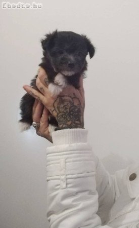 7hetes cuki fiúk, Bichon babák Kecskeméten.
