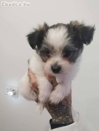 7hetes cuki fiúk, Bichon babák Kecskeméten.