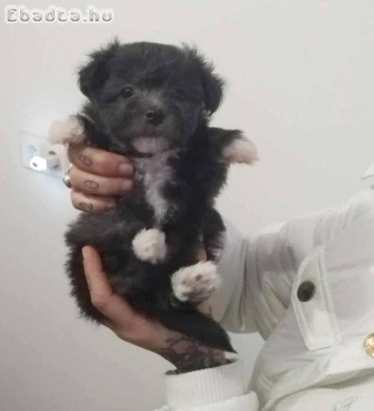 7hetes cuki fiúk, Bichon babák Kecskeméten.