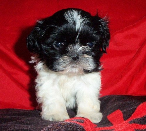 Shih tzu