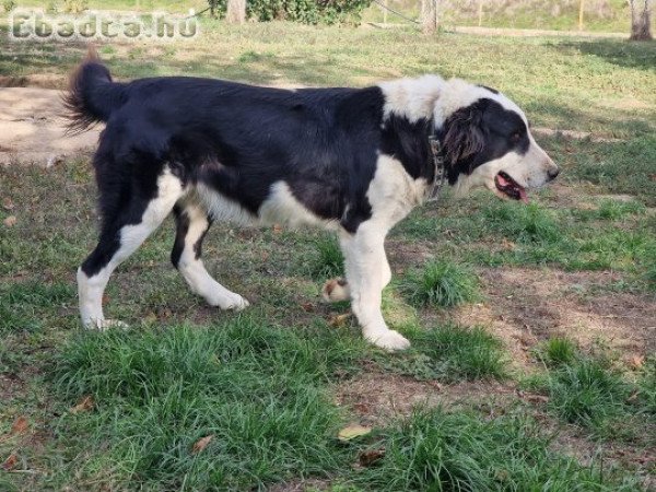 Közép Ázsiai Juhász növendék szuka