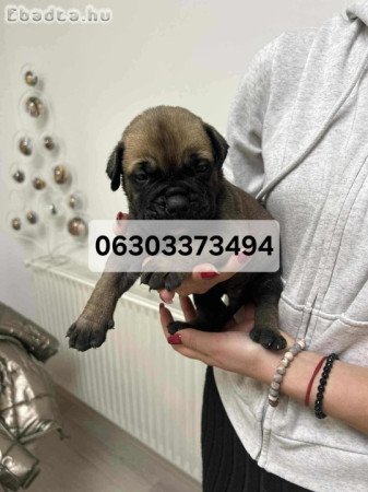 Bullmasztiff kölykök