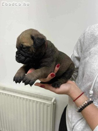 Bullmasztiff kölykök