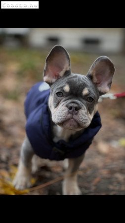 Fél éves kölyök Lilac&Tan Francia Bulldog