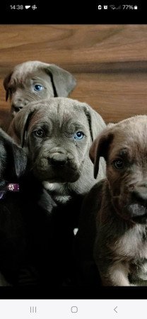 Cane Corso kutyus törzskönyves szülőktöl