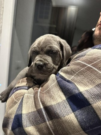 Cane Corso kutyus törzskönyves szülőktöl