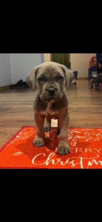 Cane Corso kutyus törzskönyves szülőktöl