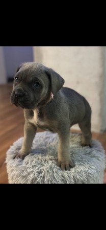 Cane Corso kutyus törzskönyves szülőktöl
