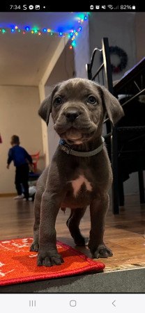 Cane Corso kutyus törzskönyves szülőktöl