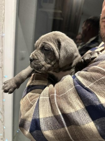 Cane Corso kutyus törzskönyves szülőktöl
