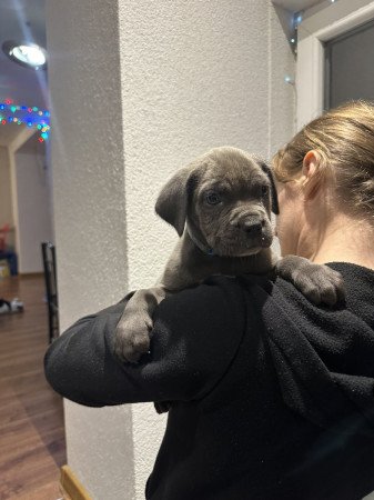 Cane Corso kutyus törzskönyves szülőktöl