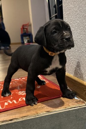 Cane Corso kutyus törzskönyves szülőktöl