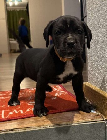 Cane Corso kutyus törzskönyves szülőktöl